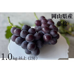 厳選 藤稔 1.0kg以上 2房 朝採れ ぶどう 葡萄  Kawahara Green Farm　岡山県産　2026年
