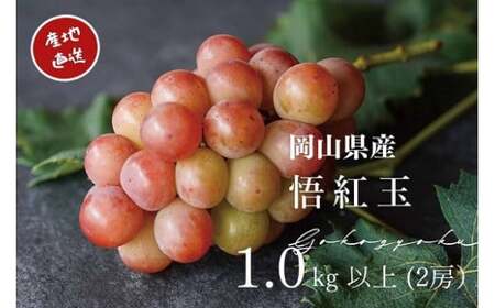 ぶどう 岡山県産 厳選ぶどう悟紅玉1kg以上2房  【kgftmt006-02】