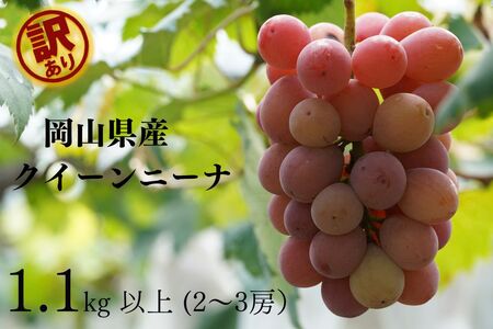 【訳あり】 ぶどう 岡山県産 訳ありぶどうクイーンニーナ1.1kg以上（2～3房） 【kgftmt018-02】