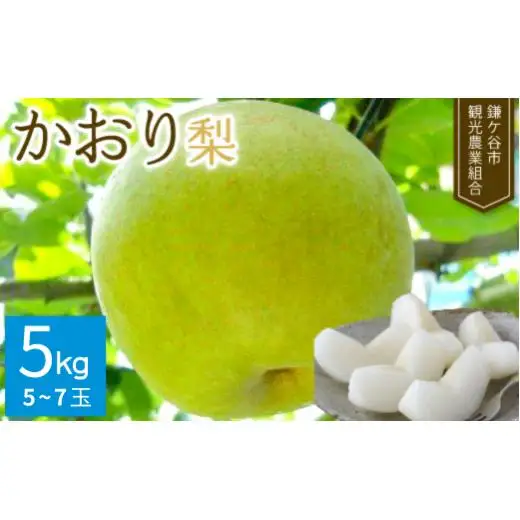 ※先行予約※【かおり5kg】かまがや育ちの完熟梨（観光組合）