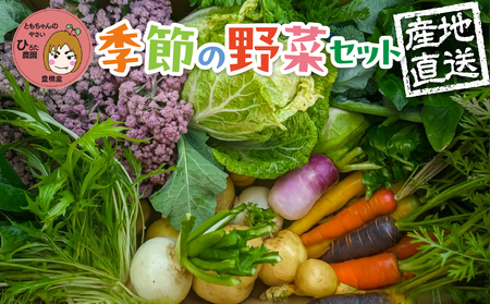 《先行予約》彩り野菜セット 7種 野菜セット