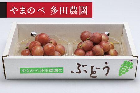 《先行予約》2026年 山形県産 クイーンニーナ ダイヤパック2P やまのべ多田農園のぶどう tn-buqnd2