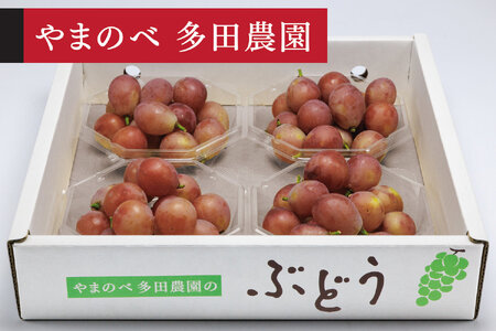 《先行予約》2026年 山形県産 クイーンニーナ ダイヤパック4P やまのべ多田農園のぶどう tn-buqnd4