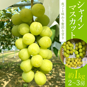 シャインマスカット(約1kg、2～3房)　