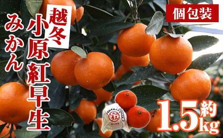 ＜先行予約！2027年1月上旬以降順次発送予定＞香川県産 越冬小原紅早生みかん(約1.5kg/個包装) 国産 果物 フルーツ みかん ミカン 柑橘 新登場 【man361】【Aglio nero】
