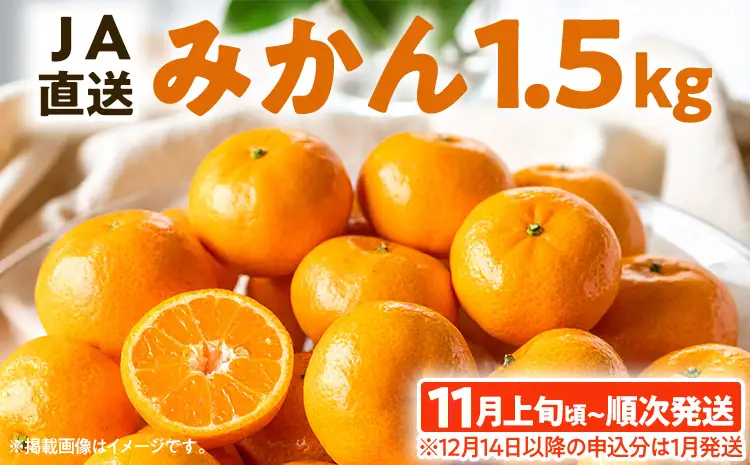期間限定 みかん 1.5kg【11月上旬頃から順次発送】みかん