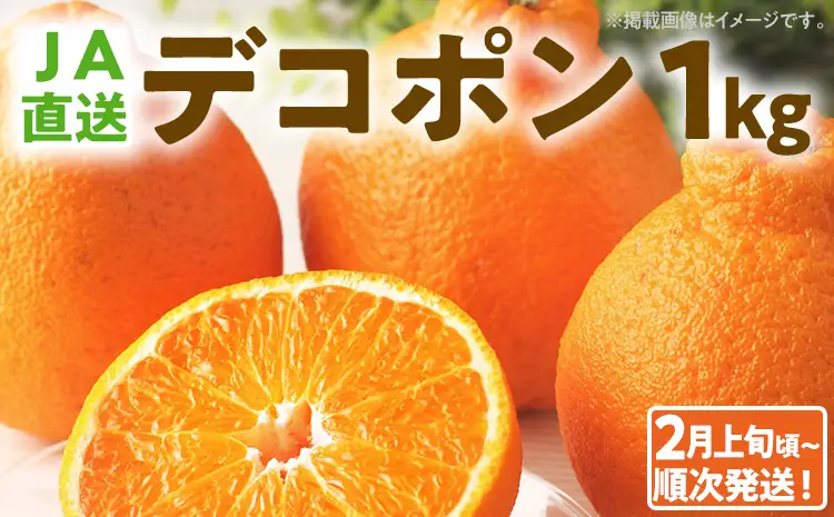 デコポン 1kg 【2月上旬頃から順次発送】 不知火 デコポン