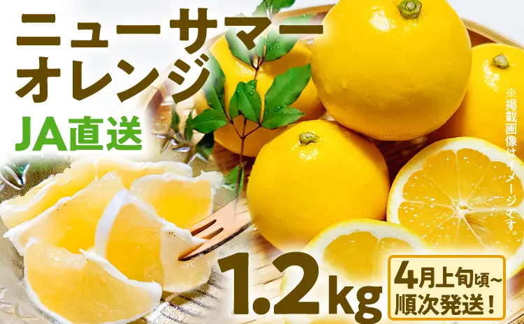 期間限定 ニューサマーオレンジ 日向夏 1.2kg【4月上旬頃から順次発送】オレンジ