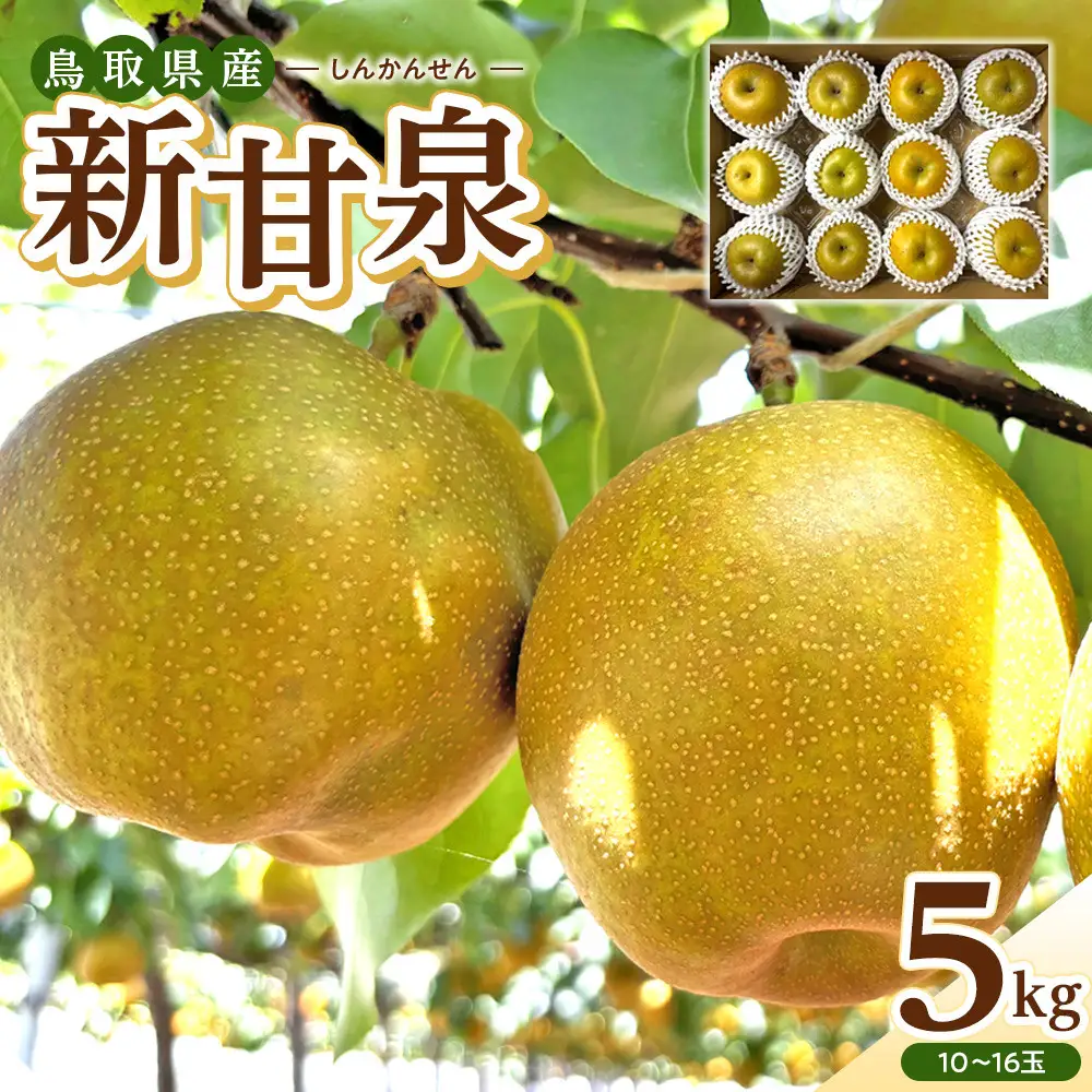 1121．【2026年度発送先行予約】数量限定　新甘泉　5kg