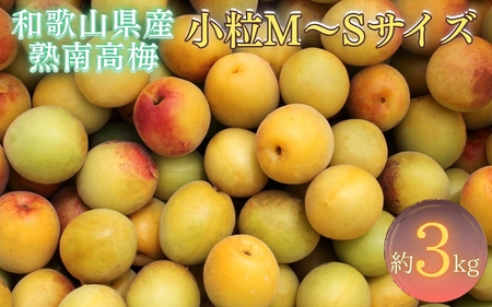 【梅干・梅酒用】紀州和歌山県産 熟南高梅 生うめ 優品 約３kg (S、Mサイズおまかせ)+3%増量＜2026年6月下旬～7月上旬発送予定＞/ 梅干し 梅酒 ウメシロップ ジュース ジャム他 紀州熟南高梅 青梅 黄梅 朝採り フルーツ 果物 くだもの 食品 人気 おすすめ 【クール便送料無料】【art043】