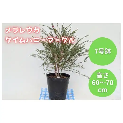 メラレウカ　タイムハニーマータル ／ メラレウカ タイムハニーマータル 植物 観葉植物 ハーブ 鉢植え