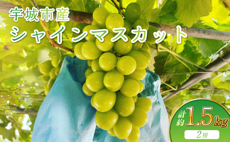 【先行予約】宇城市産 シャインマスカット 約1.5kg 2房【2026年9月発送】