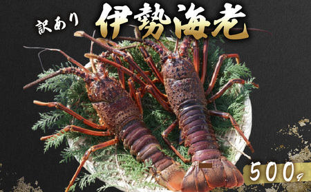 【 先行予約 】 活 伊勢海老 訳あり 500g(1～3匹) 冷蔵 – 活き伊勢海老 訳あり 室戸産 国産 エビ えび 海鮮 魚介 産地直送 プリプリ 味噌汁 刺身 焼き物 汁物 室戸海洋深層水 黒潮 高知県 室戸市 