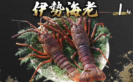 【 先行予約 】 伊勢海老 1kg(3尾～5尾＋タビエビ) 冷蔵 活き伊勢海老 室戸産 国産 エビ えび 海鮮 魚介 産地直送 プリプリ 味噌汁 刺身 焼き物 汁物 室戸海洋深層水 黒潮 高知県 室戸市