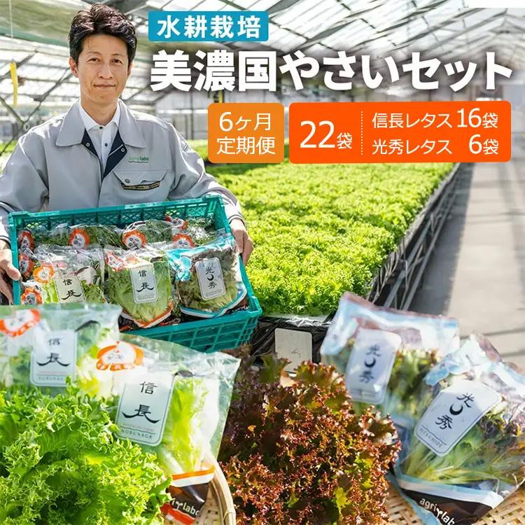 【6ヶ月定期便】美濃国やさいセット 計22袋 ｜ 野菜 野菜セット レタス フリルレタス 水耕栽培 安全 安心 衛生的 新鮮 シャキシャキ 産地直送 サラダ サンドイッチ