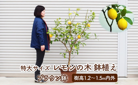 苗木 レモン 特大サイズ レモンの木 鉢植え ブラウン鉢 1個 植物