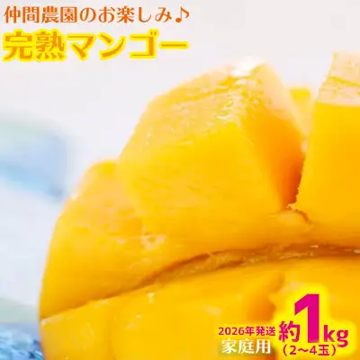 【2026年発送】仲間農園のお楽しみ（家庭用）完熟マンゴー約1kg（2～4玉） アーウィン 果物 甘い 夏 濃厚 ギフト Mango ランキング 完熟 お気に入り 収穫 人気 甘味 フルーツ 沖縄県 先行予約 食品 デザート 産地直送 送料無料