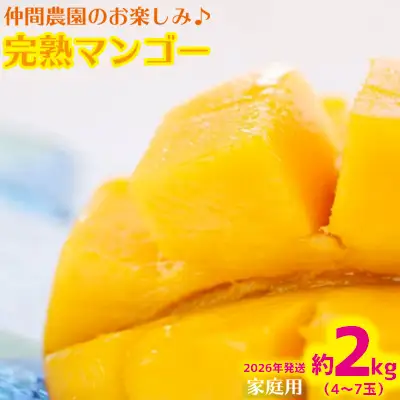 【2026年発送】仲間農園のお楽しみ（家庭用）完熟マンゴー約2kg（4～7玉） アーウィン 果物 甘い 夏 濃厚 ギフト Mango ランキング 完熟 お気に入り 収穫 人気 甘味 フルーツ 沖縄県 先行予約 食品 デザート 産地直送 送料無料