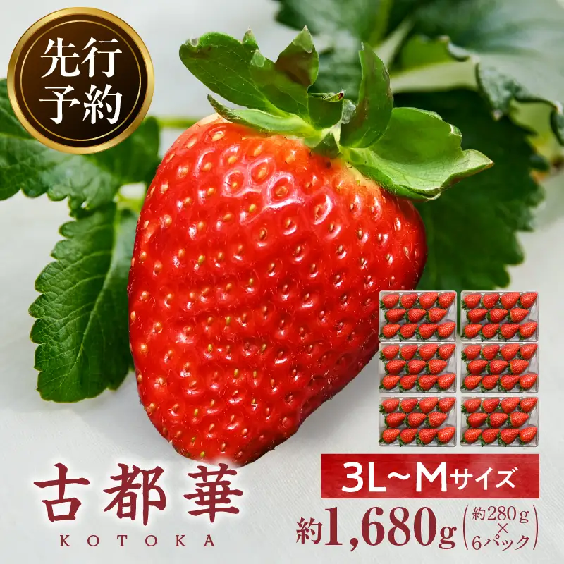 【2027年2月～3月発送】完熟「古都華」奈良ブランドいちご3L～Mサイズ6パック　先行予約 ことか 甘い 糖度 濃い 濃厚 果汁 香り 朝摘み いちご イチゴ 苺 フルーツ 果物 くだもの ご褒美 ごほうび 贈答 贈り物 ギフト プレゼント 冷蔵 奈良県 生駒市 送料無料