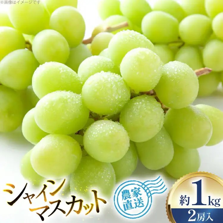 【期間限定発送】 シャインマスカット 2房 約1kg [治右衛門果樹園 山形県 高畠町 tk06ays830011]