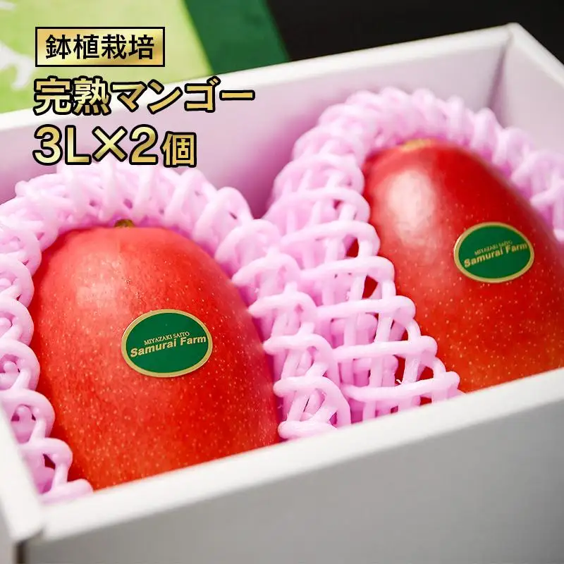 【先行予約】鉢植栽培 完熟マンゴー 3L×2個　宮崎県西都産 数量限定 サムライファーム 2026年発送＜24-2a＞