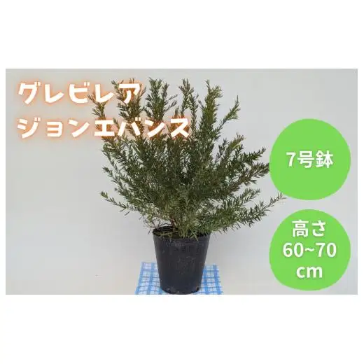グレビレア　ジョンエバンス ／ グレビレア ジョンエバンス 植物 観葉植物 鉢植え