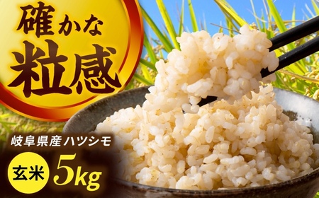 令和7年産 ハツシモ 玄米 5kg 腸活 ヘルシー 米 ブランド米 岐阜市 / 川瀬ファーム[ANIB003]