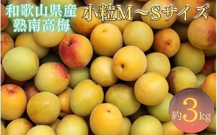 【先行予約】和歌山県産 紀州熟南高梅 生うめ 約3kg (S・Mサイズ混合) 訳あり ご家庭用 青梅 黄梅 梅干し 梅酒 シロップ ジャム用 2026年6月下旬〜7月上旬発送【art043】