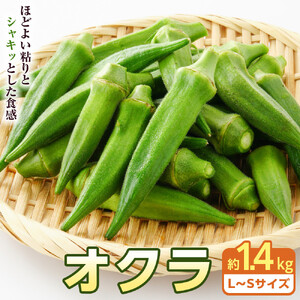 オクラ　約1.4kg