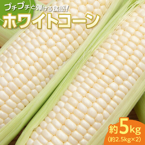 ＜2026年6月中旬以降発送・先行予約＞とうもろこし ホワイトコーン 約2.5kg×2
