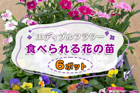 農家直送！加藤さんちのエディブルフラワー 6ポット [0774]