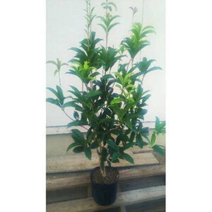 四季咲き木犀(モクセイ)樹高約1m 取扱説明書付き