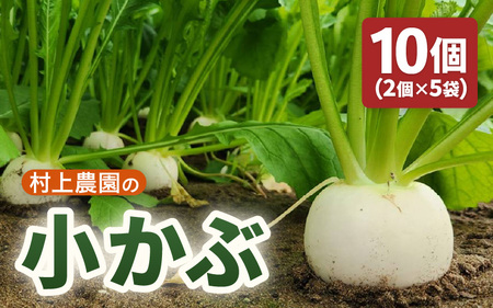 先行予約 村上農園産 小かぶ5パック入り (2玉×5袋) 計10個 2026年10月中旬以降順次発送予定 野菜 かぶ 新鮮 [A-16517]