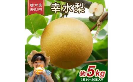 幸水梨 5kg 梨 栃木県産| 梨 なし ナシ 果物 くだもの フルーツ 甘い 秋の味覚 産地直送 期間限定 季節限定 季節商品 送料無料 国産 栃木県 高根沢町※2026年8月～発送