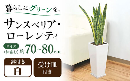 サンスベリア ローレンティ 7号 白 75cm ロングスクエア サンスベリア[ACYK044]