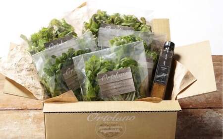 【Ortolano】ファーストクラスのサラダ＆ドレッシングセット A サラダ ドレッシング 詰め合わせ セット 野菜 岡山県 倉敷市