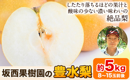 『坂西果樹園』の豊水梨 期間限定 たっぷり約5kg(8-15玉前後)こだわり抜かれた栽培方法！予約受付中 熊本県玉名郡玉東町産『坂西果樹園』なし 豊水 果物 スイーツ フルーツ デザート スムージー 熊本県玉東町《8月中旬-9月中旬頃出荷》｜ブランド梨 人気梨 特産品梨 熊本県梨 玉東町梨 大人気返礼品