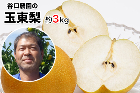 『谷口農園』の玉東梨 期間限定 たっぷり約3kg前後(約4-10玉前後)《8月中旬-10月上旬頃出荷》【日付指定・品種指定不可】 熊本県玉名郡玉東町『谷口農園』｜ブランド梨 人気 梨 特産品梨 熊本県 梨 玉東町梨 大人気返礼品