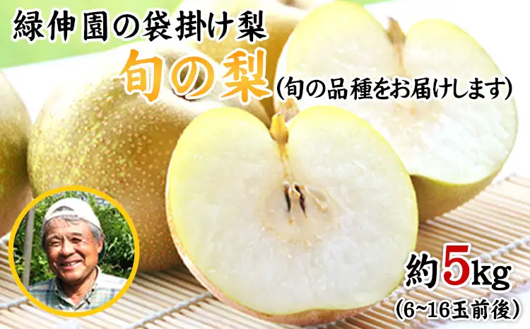 『緑伸園』旬の梨(旬の品種をお届けします！) 期間限定  たっぷり約5kg 6-16玉前後入り《8月中旬-9月下旬頃出荷》 熊本県玉名郡玉東町産　｜ブランド梨 人気梨 特産品梨 熊本県梨 玉東町梨 大人気返礼品