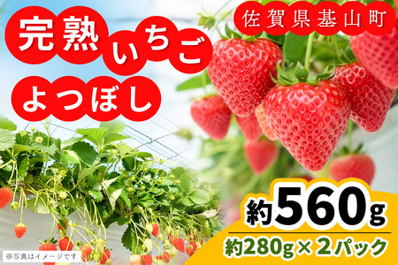 【ふるなび限定】【農場直送いちご】よつぼし(約280g×2P) K100011 FN-Limited-PR