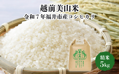 越前美山米　令和７年福井市産コシヒカリ　精米5kg [B-204001] / 精米 米 お米 コメ 送料無料 コシヒカリ