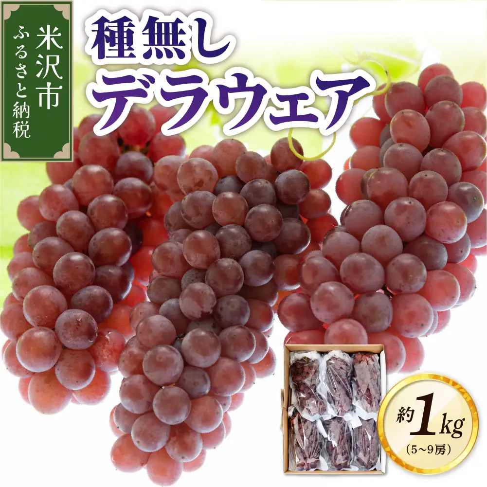 【先行予約】 令和8年産 ぶどう 種無し デラウェア 約1kg 山形