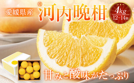 愛媛県産 河内晩柑 4kg（12～14個） 晩柑 果物 フルーツ 【2026年5月下旬～6月上旬発送予定】（873）