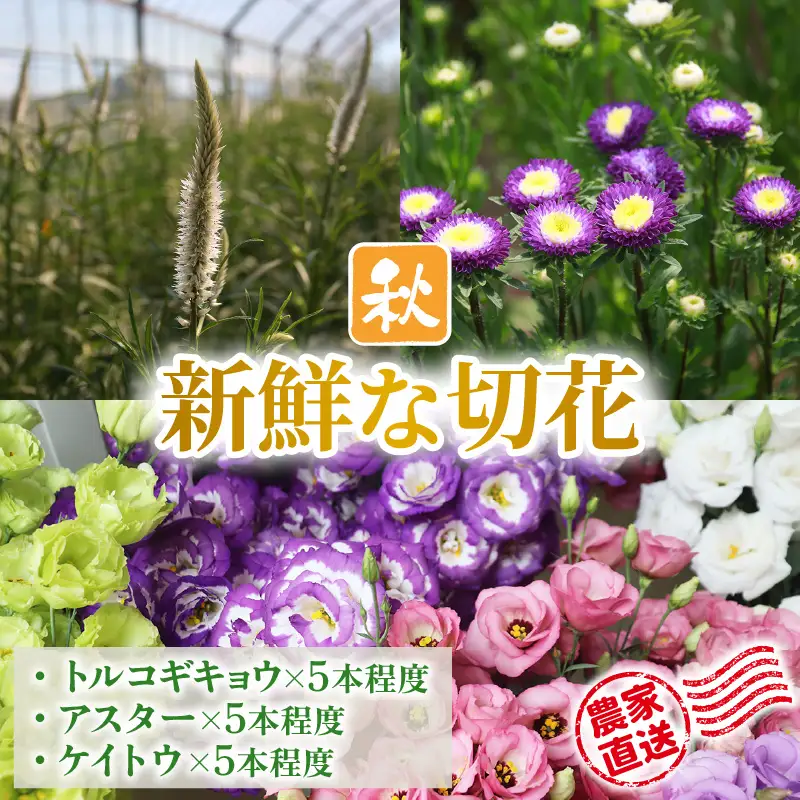【先行予約】花農家直送 新鮮な切花【秋】 / 生花 お花 旬の花束 豊かな生活 花のある生活 15本程度 2種 季節 花 ※2026年9月中旬以降発送予定 [aw099-a003]