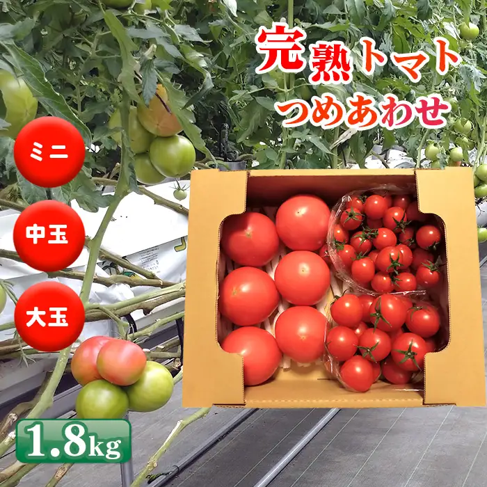トマト いろいろ詰合せセット 1.8kg入り箱 ／ とまと 野菜 新鮮 完熟 ミニ 中玉 大玉 3種類 詰め合わせ セット 食べ比べ 産地直送 農家直送 サラダ 行田市産 埼玉県 特産 No.508