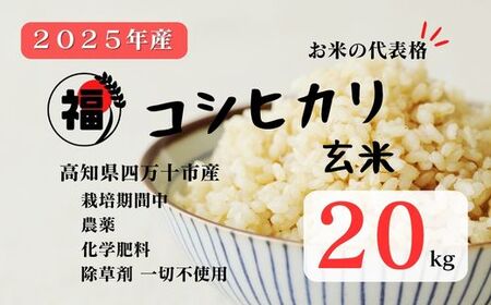 【令和7年産】四万十市産 コシヒカリ 玄米 20kg 栽培期間中農薬・ 化学肥料・除草剤不使用 国産 こしひかり 2025年産 米 こめ コメ ご飯 高知 四万十 しまんと 農家直送 蕨岡の百姓 福留壯 オーガニック 25-0017
