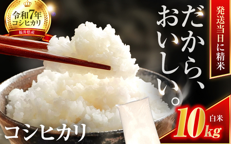 コシヒカリ 精米 10kg 小浜市産 こしひかり [BFEK001]