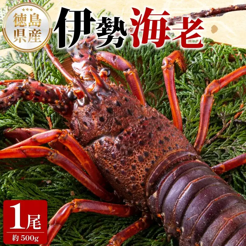【 伊勢海老 】 伊勢海老 500g 1尾
