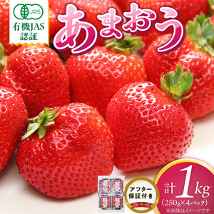有機あまおう250g×4パック _ 有機 あまおう 250g 4パック 計 1000g オーガニック いちご ストロベリー 特別栽培 認証 アフター保証付き 安心 安全 やさしい甘み 香り ジューシー 果物 果汁 フルーツ スイーツ デザート 冷蔵 お取り寄せ 福岡県 久留米市 送料無料  〔Fi078〕