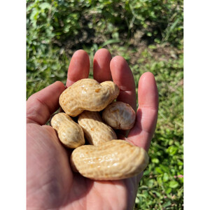 【先行受付・数量限定】愛知県豊田市産 【生落花生】 1.5kg（2026年9月中旬より発送予定）